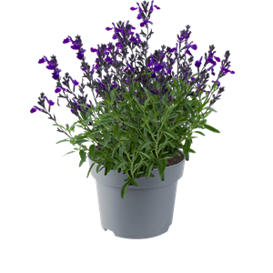 Afbeelding van EJ Salvia P19 Mirage greggi Blue
